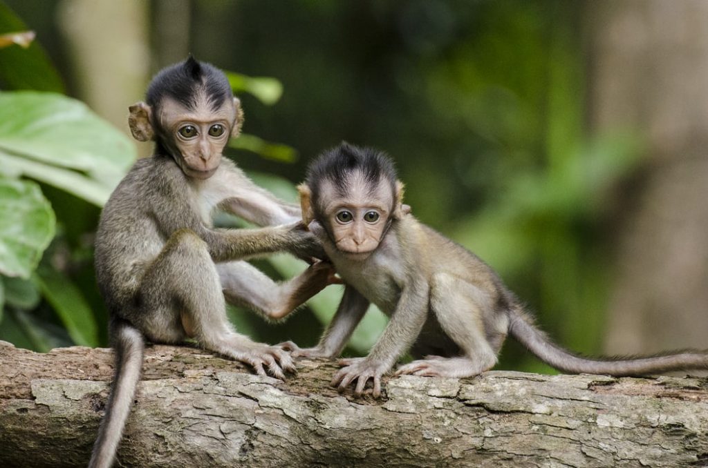 Two baby monkeys with long tails - Our guide to long-tail keywords