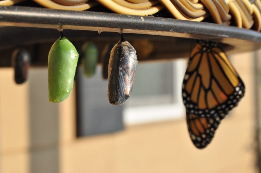 A picture of a chrysalis turning into a butterfly, much in the same way our copywriting process turns initial information into beautiful copy